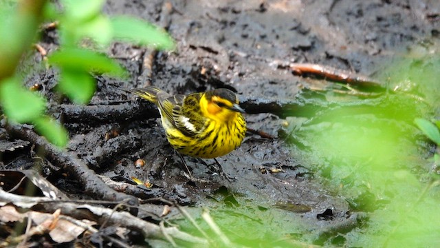 Cape May Warbler - ML573325321
