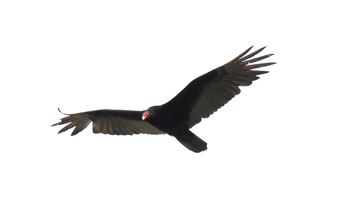 Turkey Vulture - ML573328891