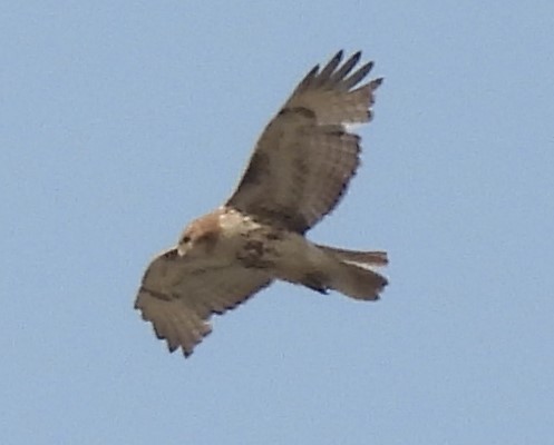 Red-tailed Hawk - ML573329101
