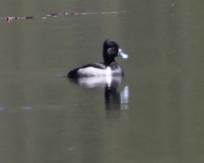 Ring-necked Duck - ML573336021