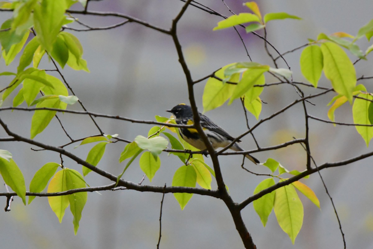 Yellow-rumped Warbler (Myrtle) - ML57333731