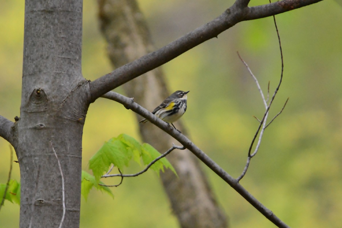 Yellow-rumped Warbler (Myrtle) - ML57333801