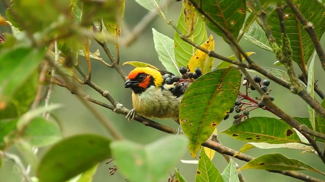 Flame-faced Tanager - ML573341671