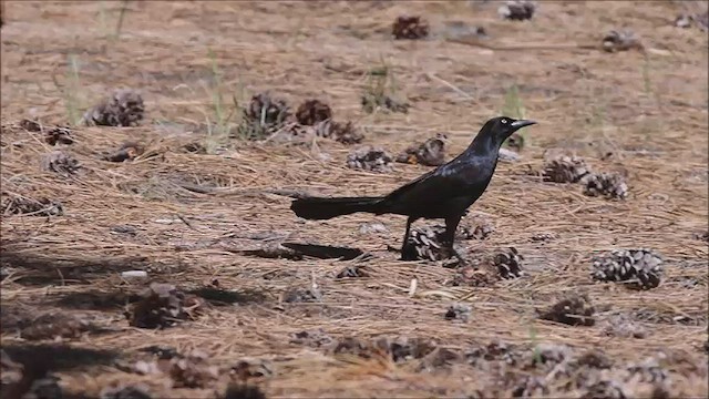 Great-tailed Grackle - ML573343071