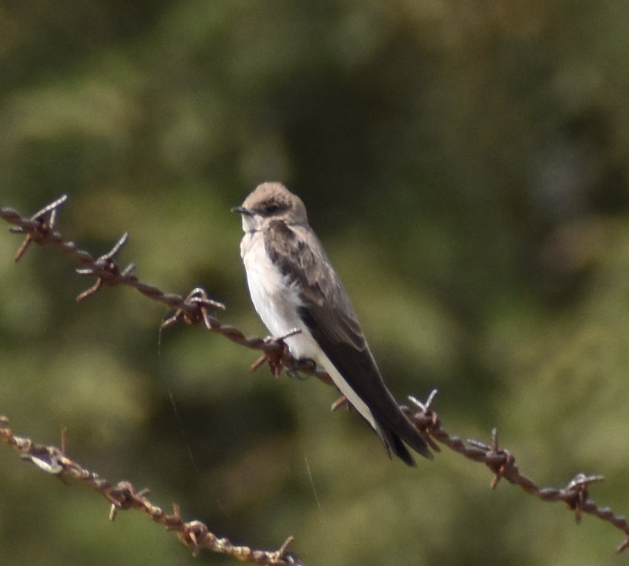 Northern Rough-winged Swallow - Valeria Ostos