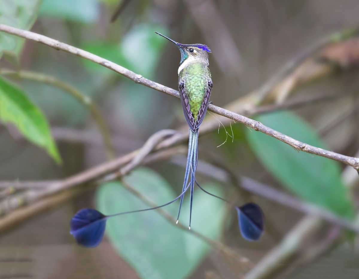 Marvelous Spatuletail - Loddigesia mirabilis - Birds of the World