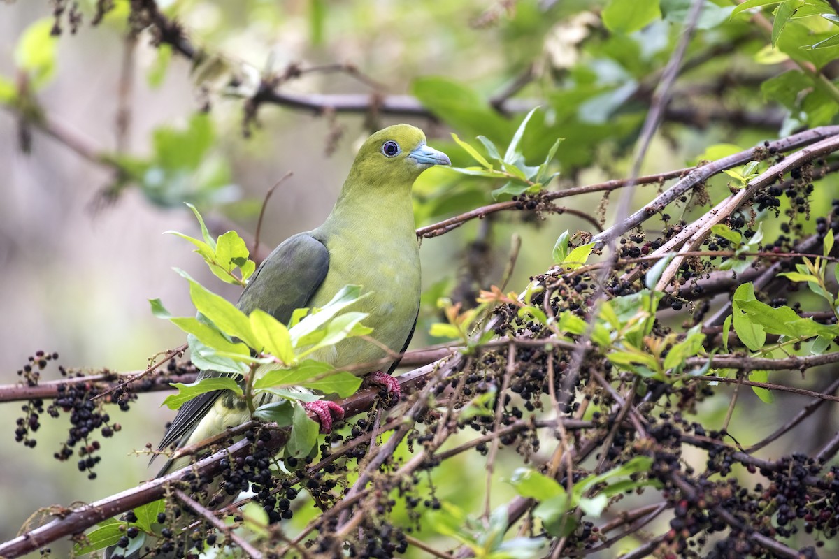 Wedge-tailed Green-Pigeon - ML573353361