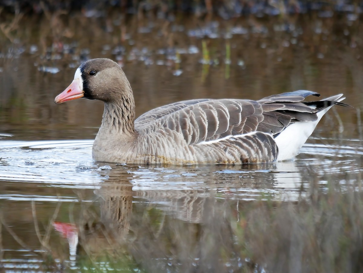 Greater White-fronted Goose - ML573355231