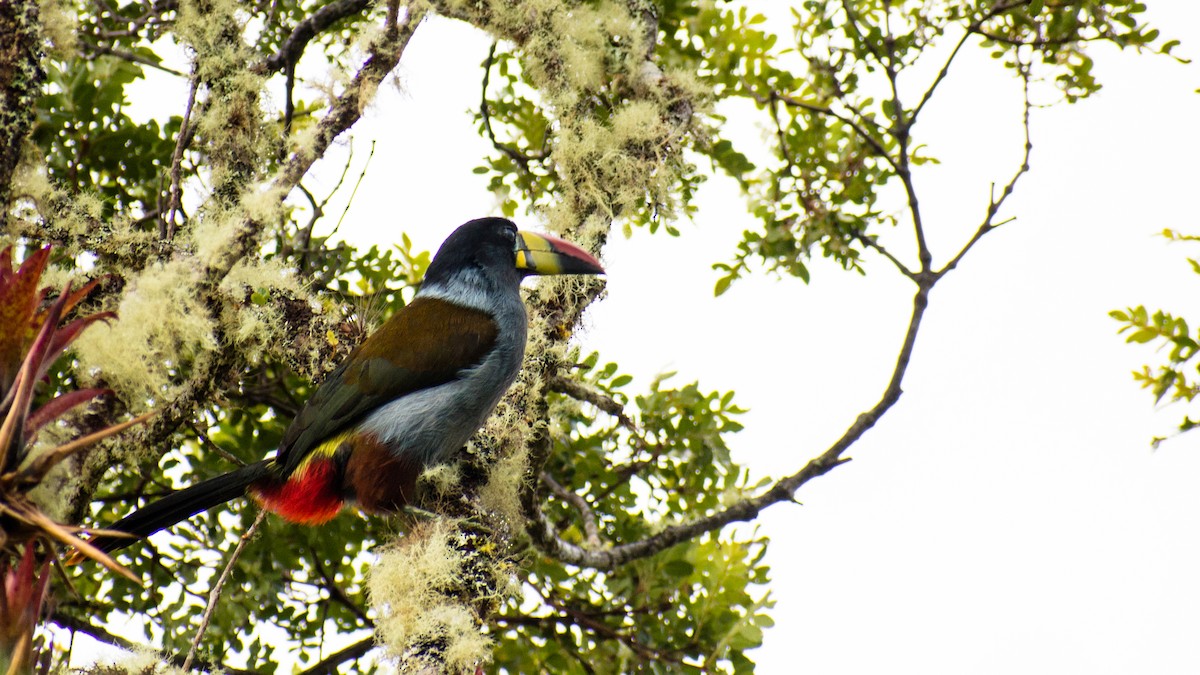 Gray-breasted Mountain-Toucan - ML573357011
