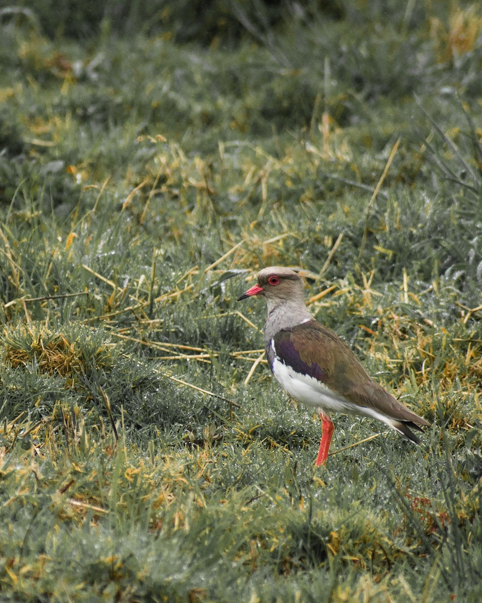Andean Lapwing - Gustavo Pisso