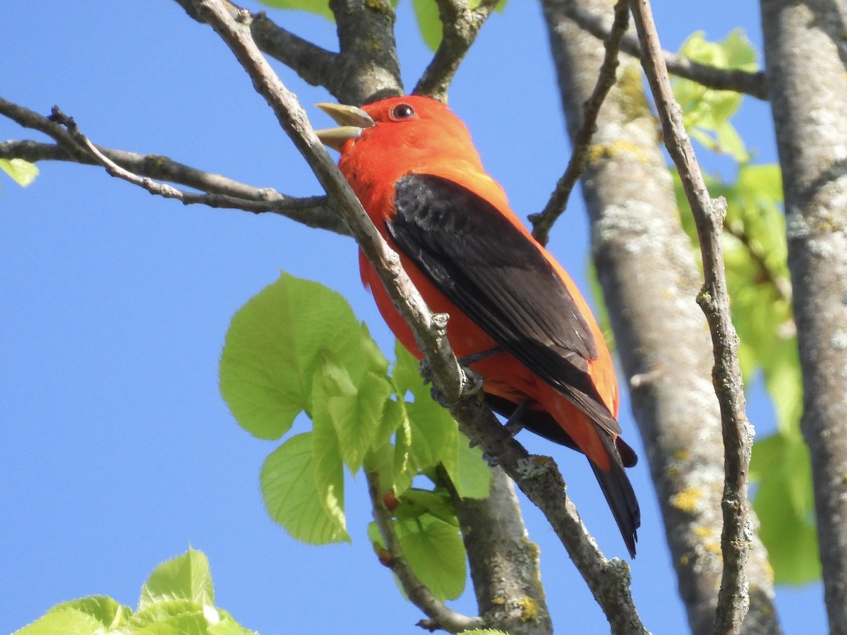 Scarlet Tanager - ML573359561