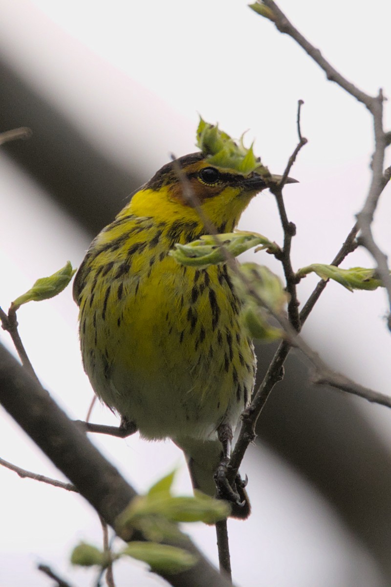 Cape May Warbler - ML573360871