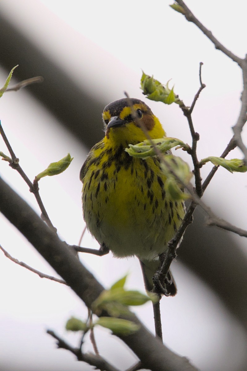 Cape May Warbler - ML573360881