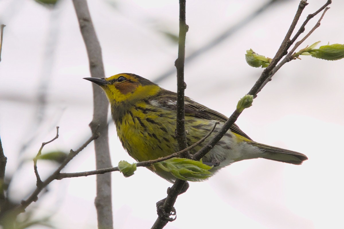 Cape May Warbler - ML573360891