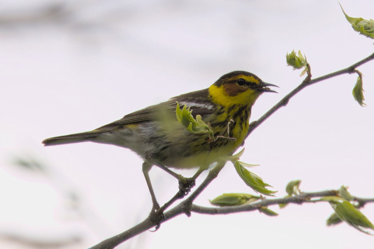 Cape May Warbler - ML573360901