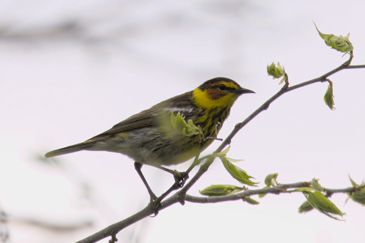 Cape May Warbler - ML573360911