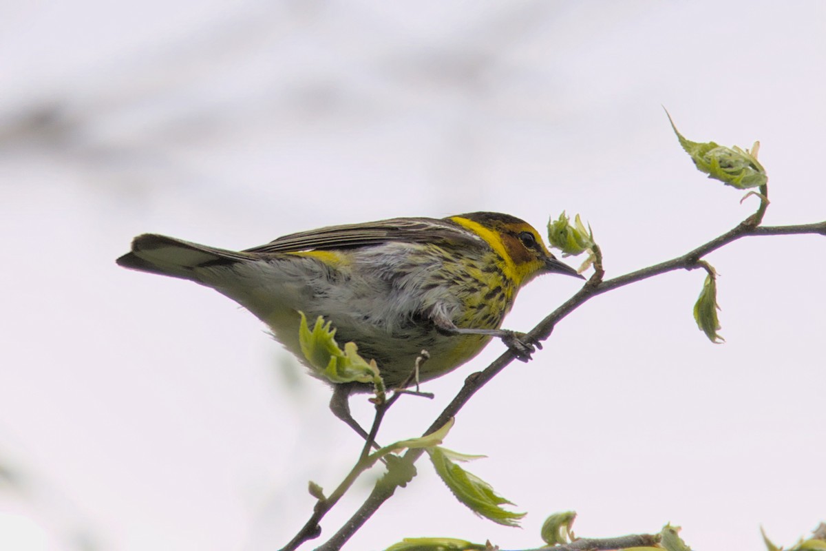 Cape May Warbler - ML573360921