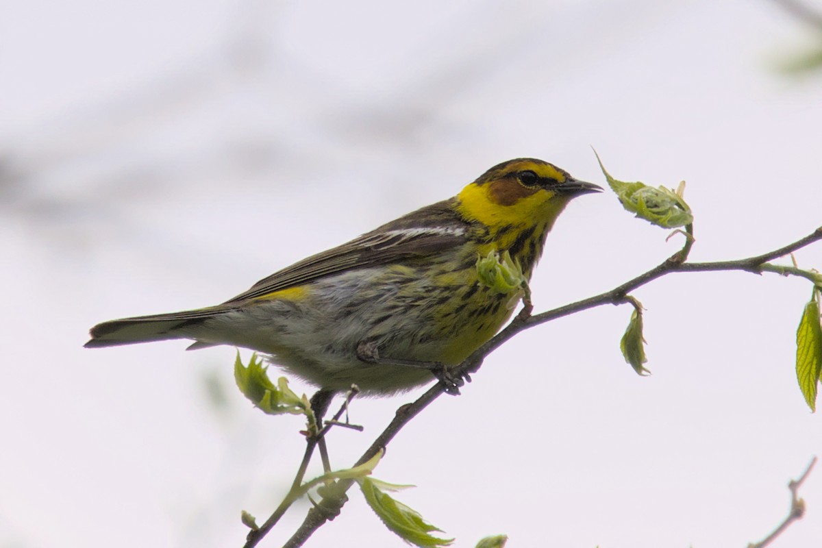 Cape May Warbler - ML573360931