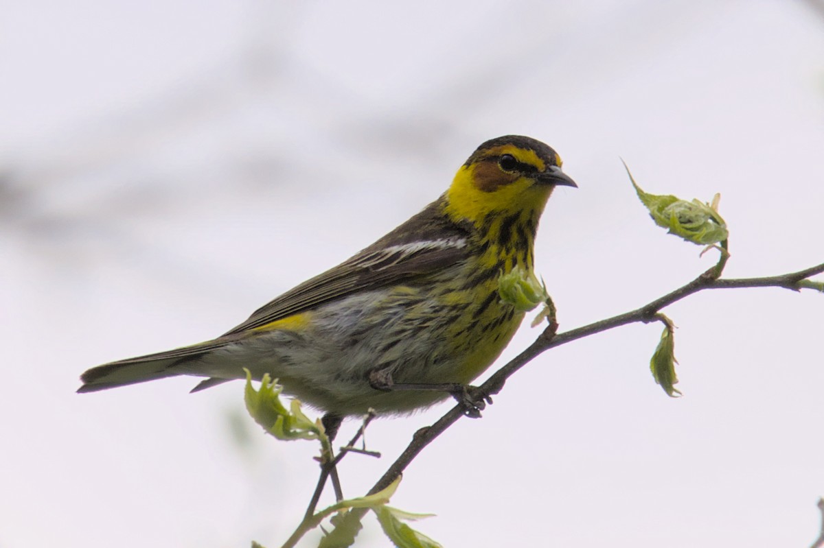 Cape May Warbler - ML573360941