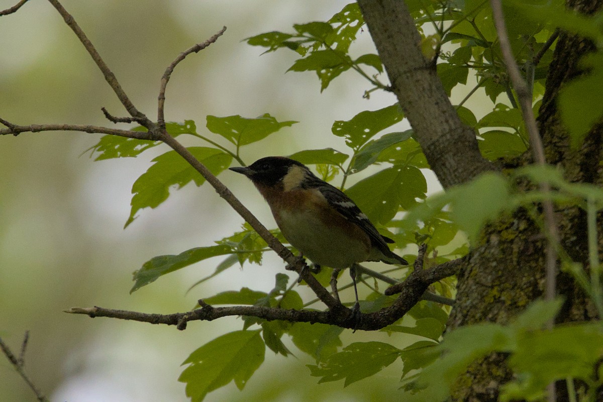 Bay-breasted Warbler - ML573361031