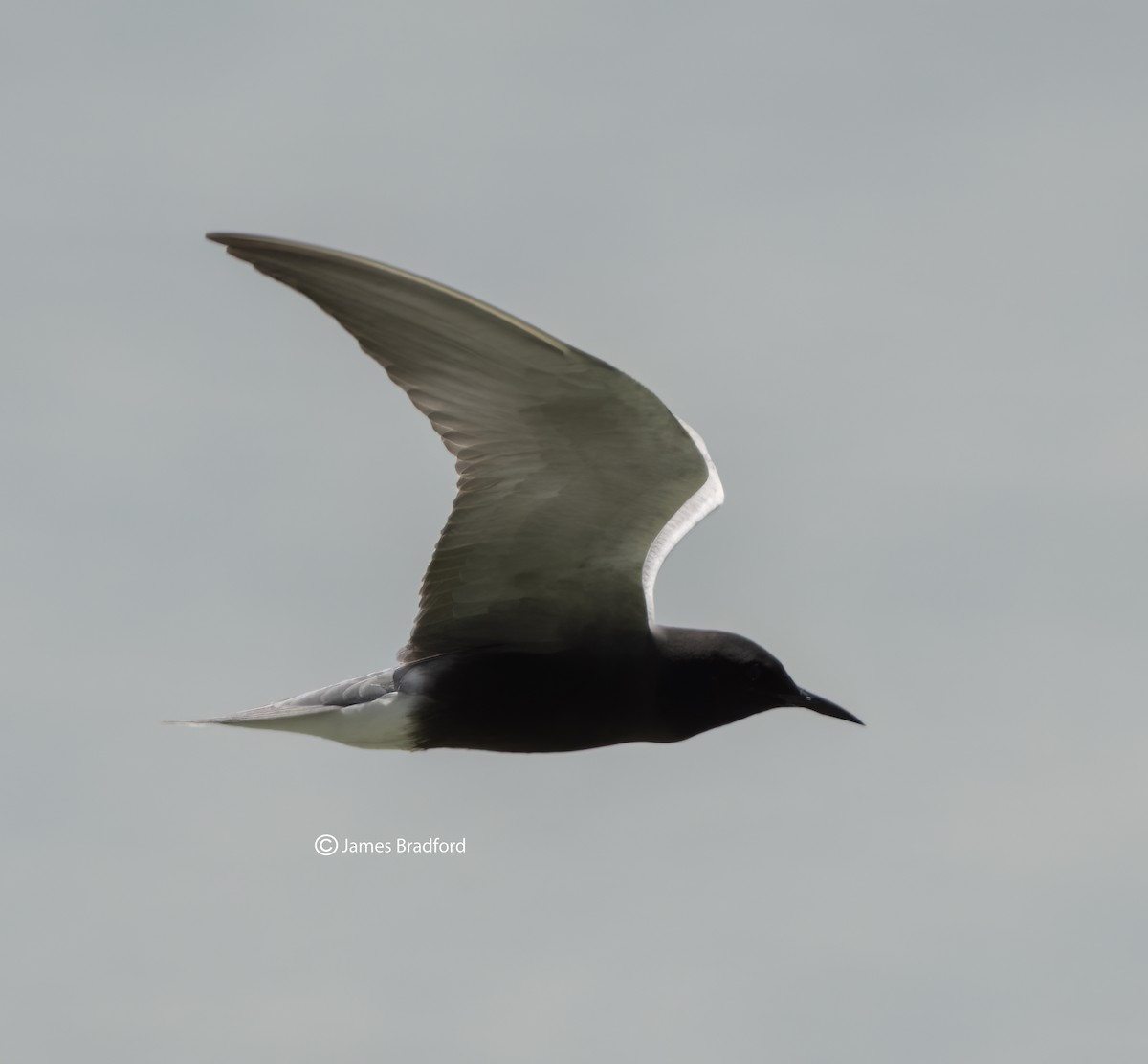 Black Tern - ML573362711