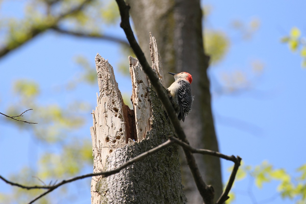Red-bellied Woodpecker - ML57336431