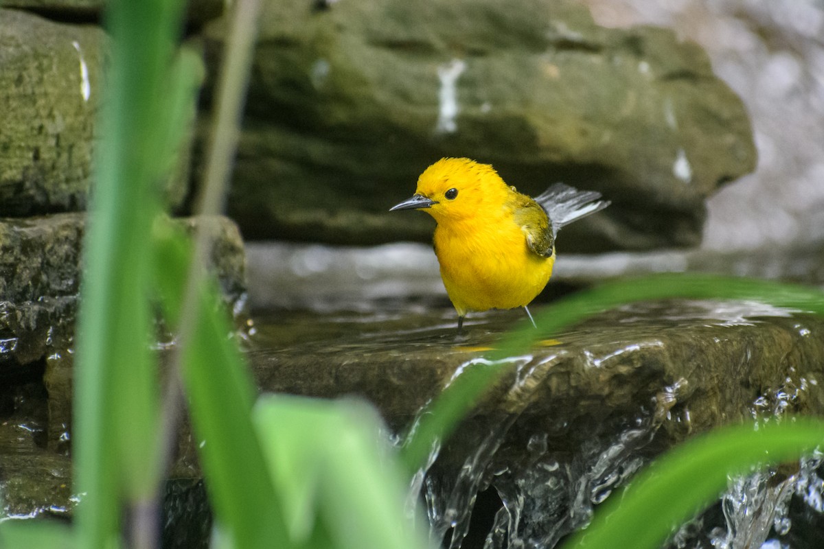 Prothonotary Warbler - ML573364981