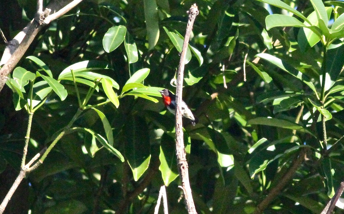 Gray-sided Flowerpecker - ML57336511