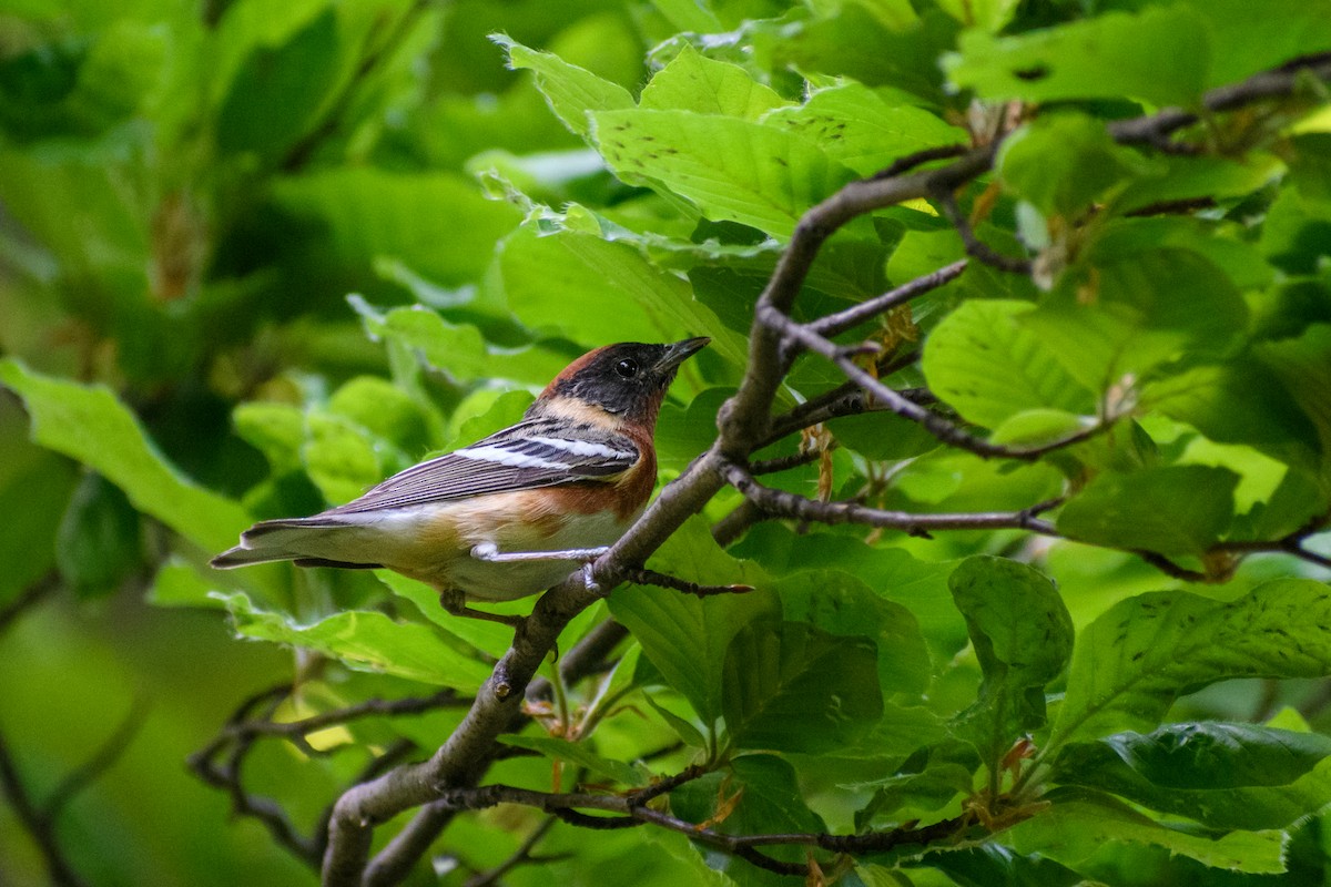 Bay-breasted Warbler - ML573365191
