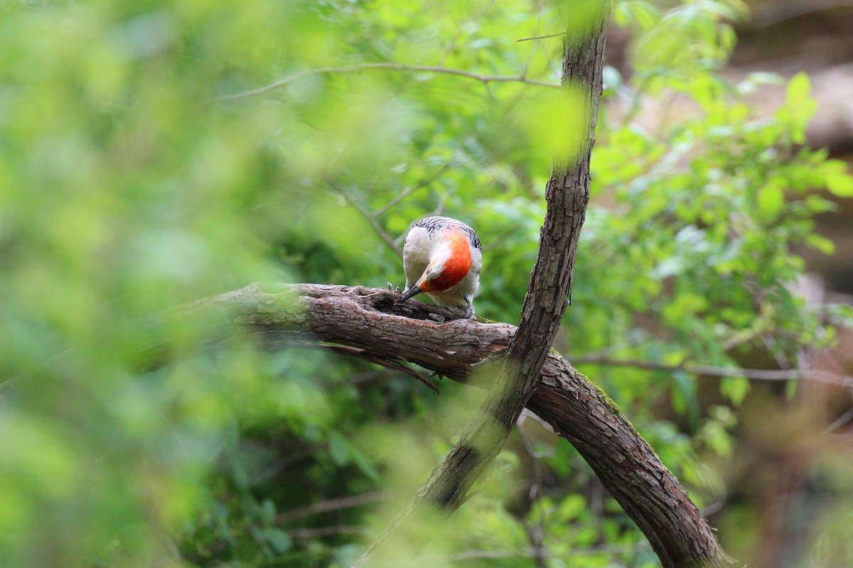 Red-bellied Woodpecker - ML57336741