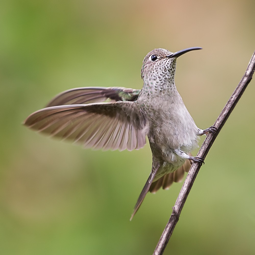 Spot-throated Hummingbird - Peter Hawrylyshyn
