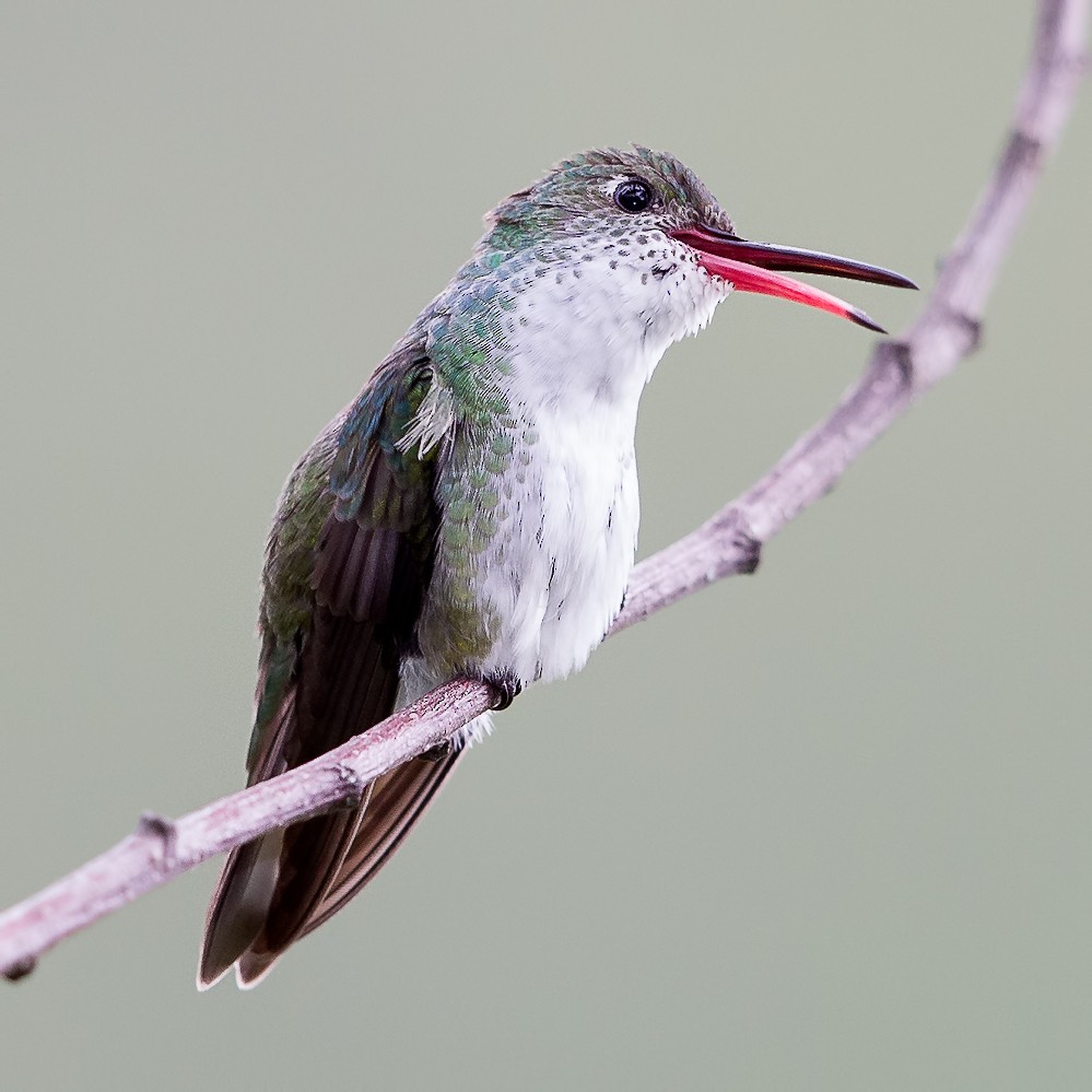 White-bellied Hummingbird - Peter Hawrylyshyn