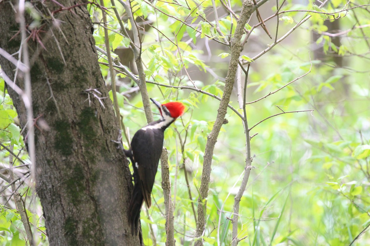Pileated Woodpecker - Russell Allison