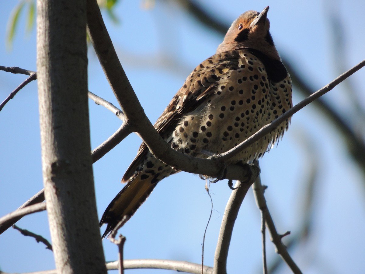 Northern Flicker (Yellow-shafted) - ML57336931