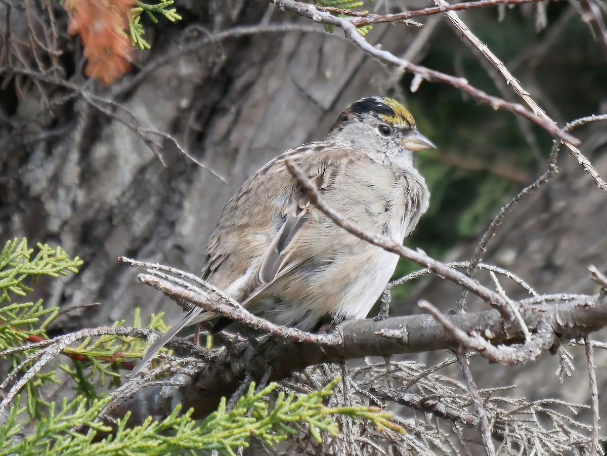 Golden-crowned Sparrow - ML573369431