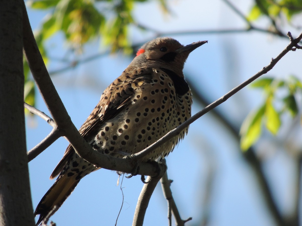 Northern Flicker (Yellow-shafted) - ML57337001
