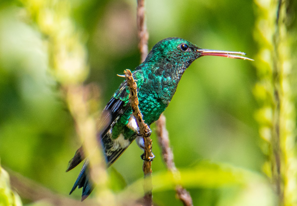 Steely-vented Hummingbird - Marcelo Ortega Calvo