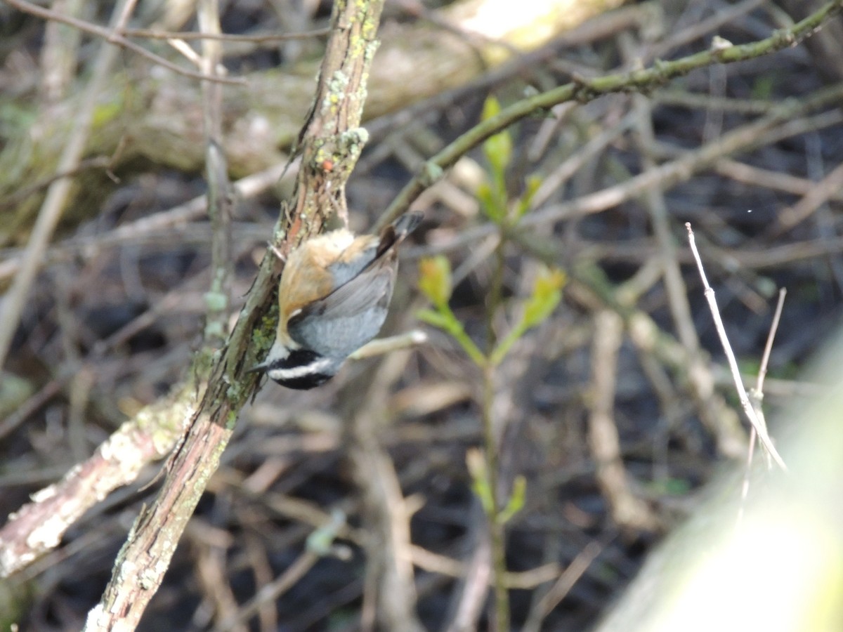 Red-breasted Nuthatch - ML57337171
