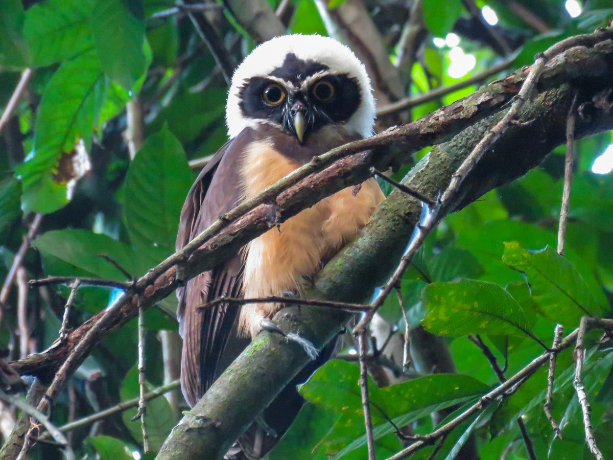 Spectacled Owl - Sebastián Pardo