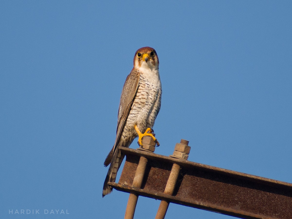 Red-necked Falcon - ML573375131
