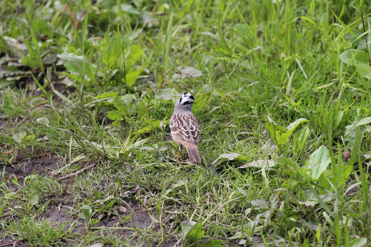 White-crowned Sparrow - ML57337551