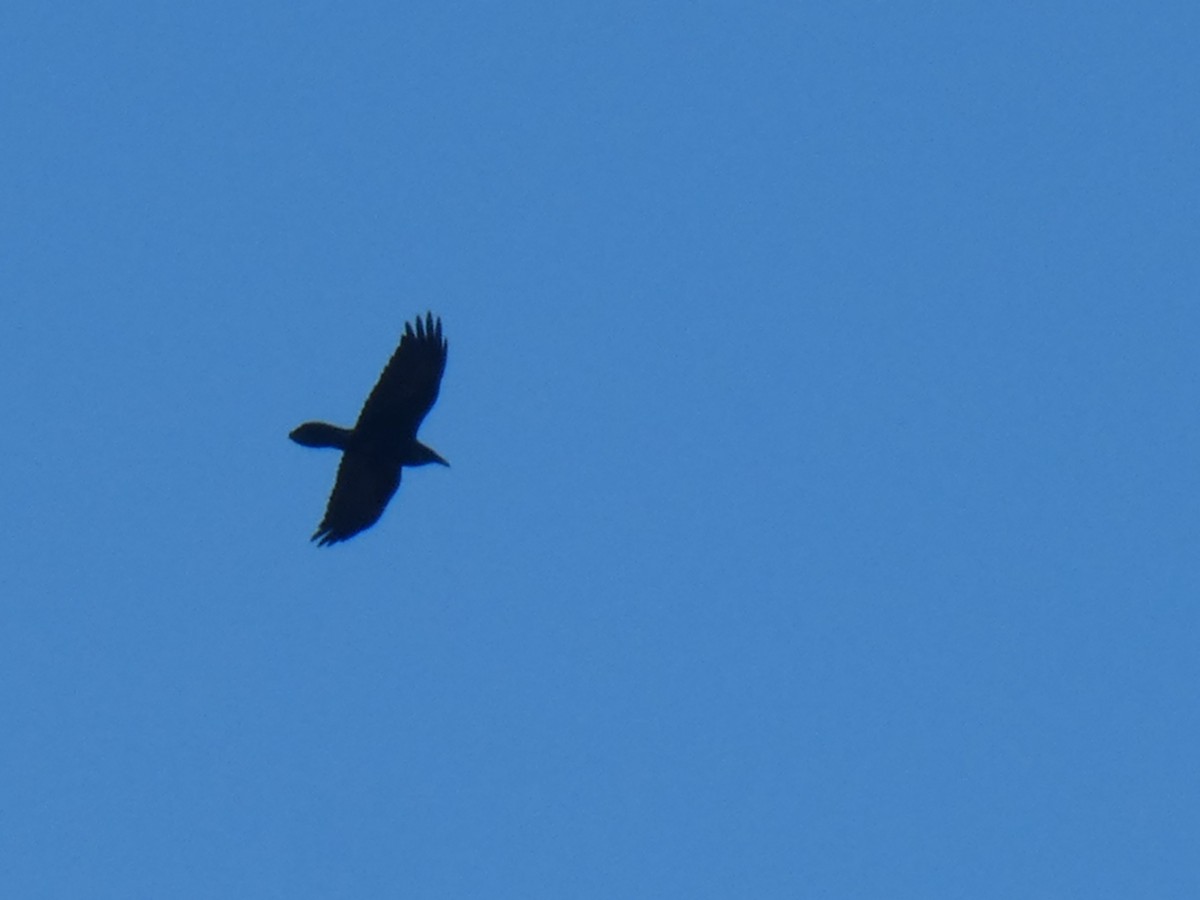 Common Raven - ML573376191
