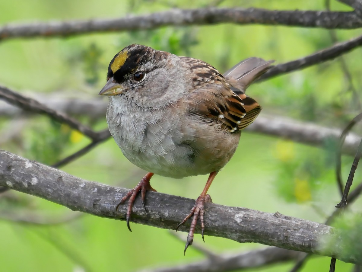 Golden-crowned Sparrow - ML573376831