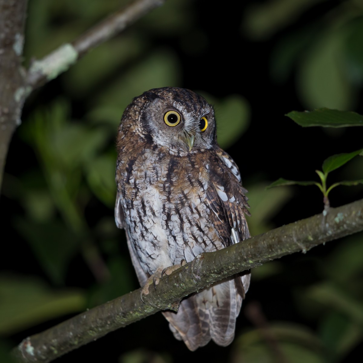 Koepcke's Screech-Owl - ML57337751