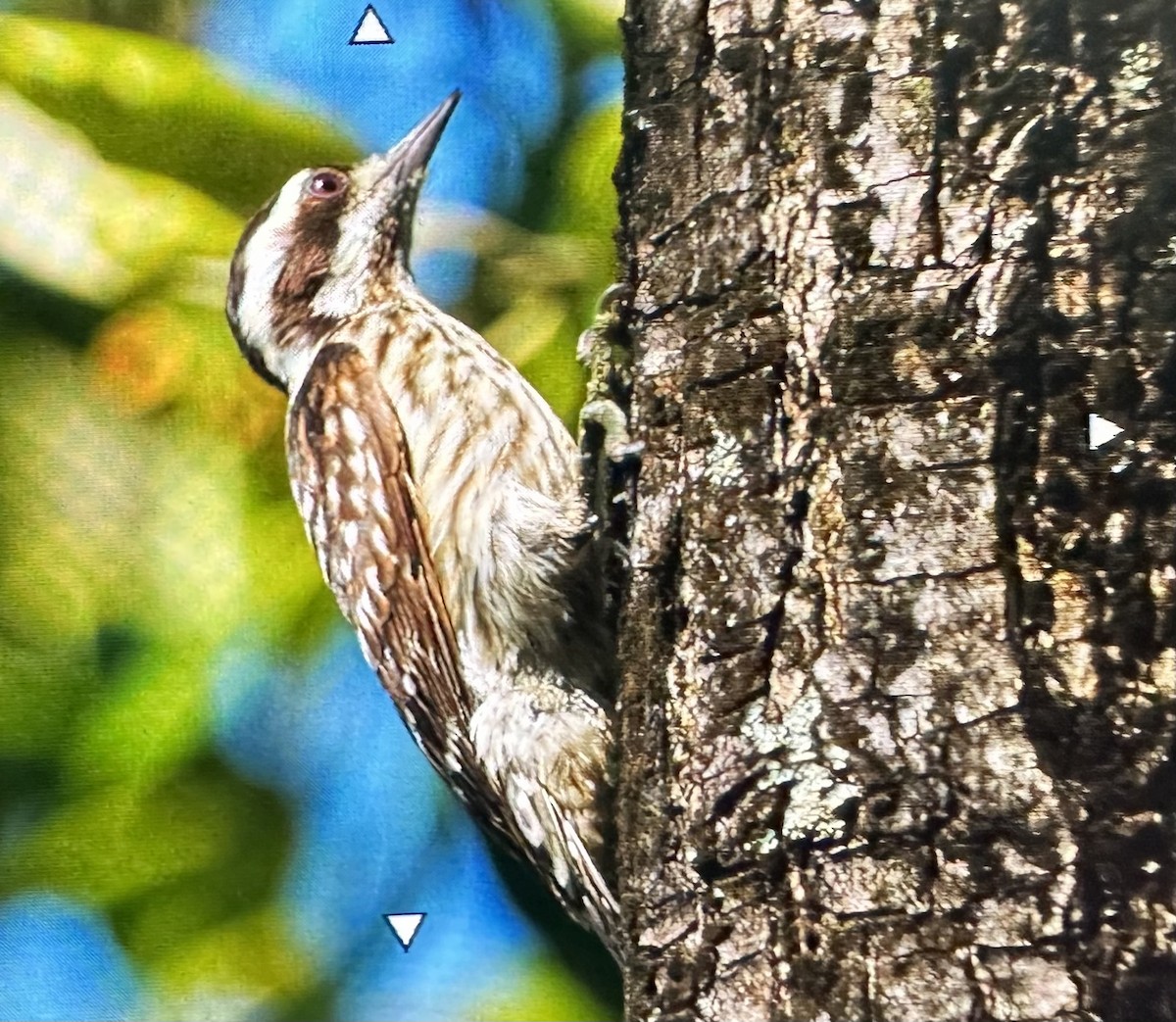 Sunda Pygmy Woodpecker - ML573378931