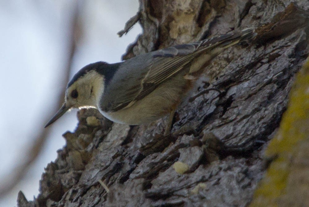 White-breasted Nuthatch - ML573379471