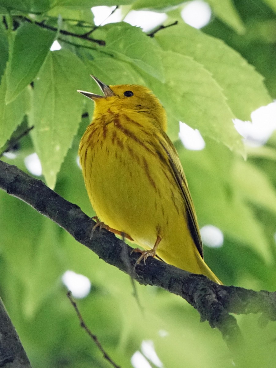 Yellow Warbler - Michael Smith