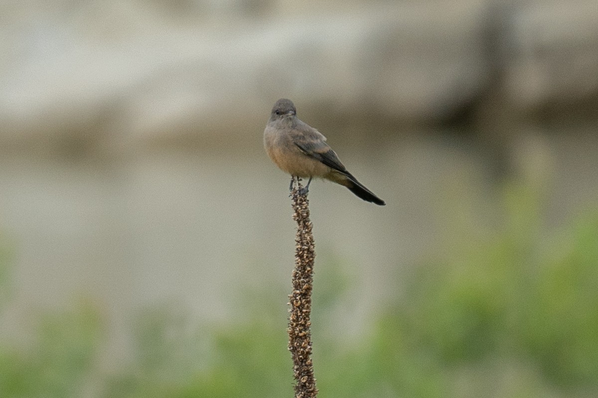 Say's Phoebe - Tim Horvath