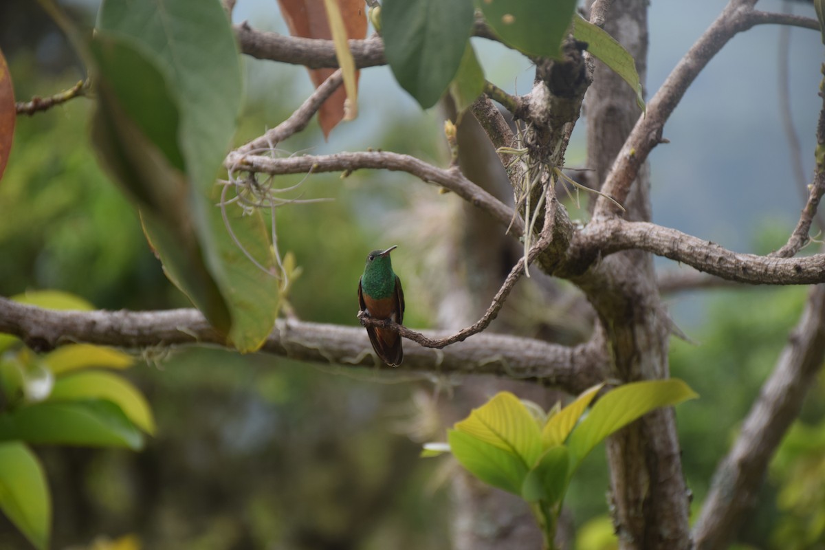Kestane Karınlı Kolibri - ML573386061
