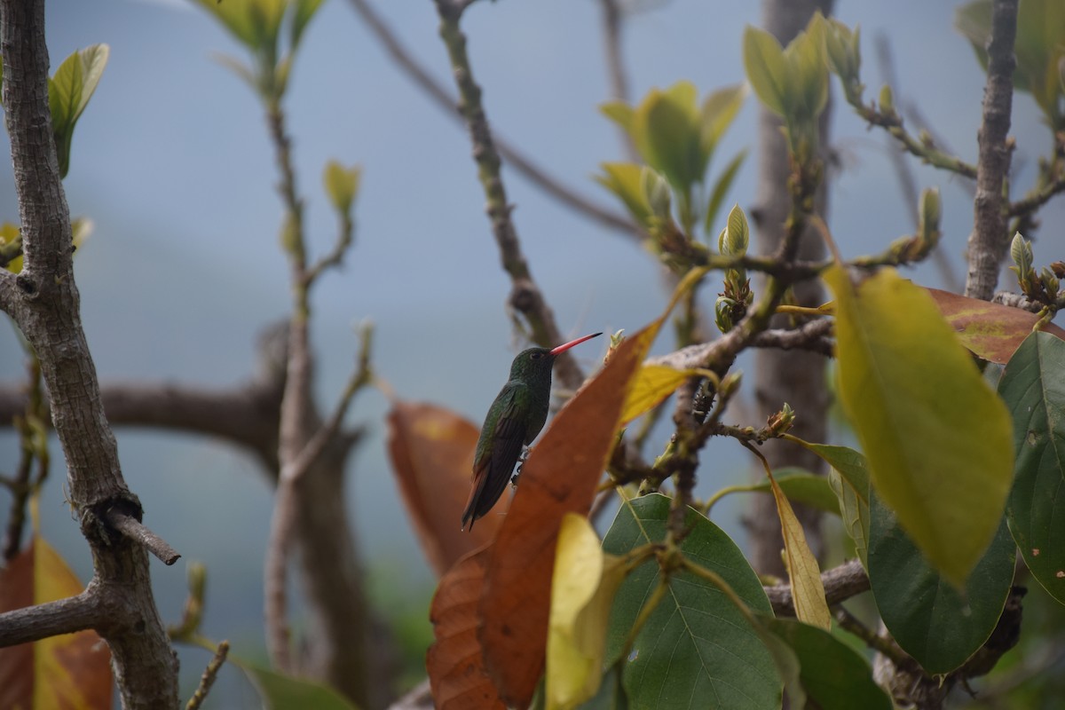 Rufous-tailed Hummingbird - ML573386111